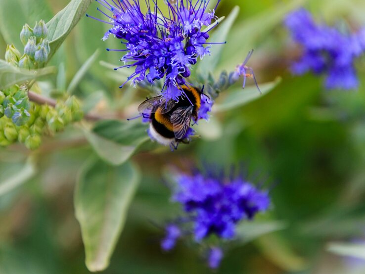 Hummel sammelt Nektar auf leuchtend blauer Blüte mit grünem Blattwerk. | © Shutterstock/Moskwa