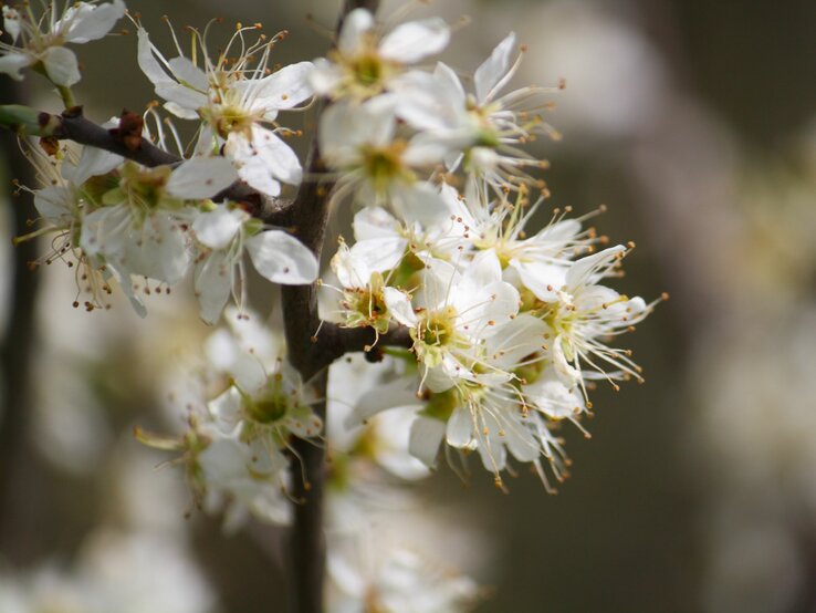 Zarte weiße Frühlingsblüten in voller Blüte auf dunklem Ast. | © Shutterstock/Anna Carpendale
