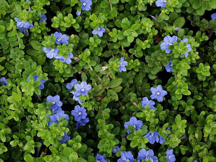 Blaue Blüten eingebettet in ein Meer aus grünen Blättern.