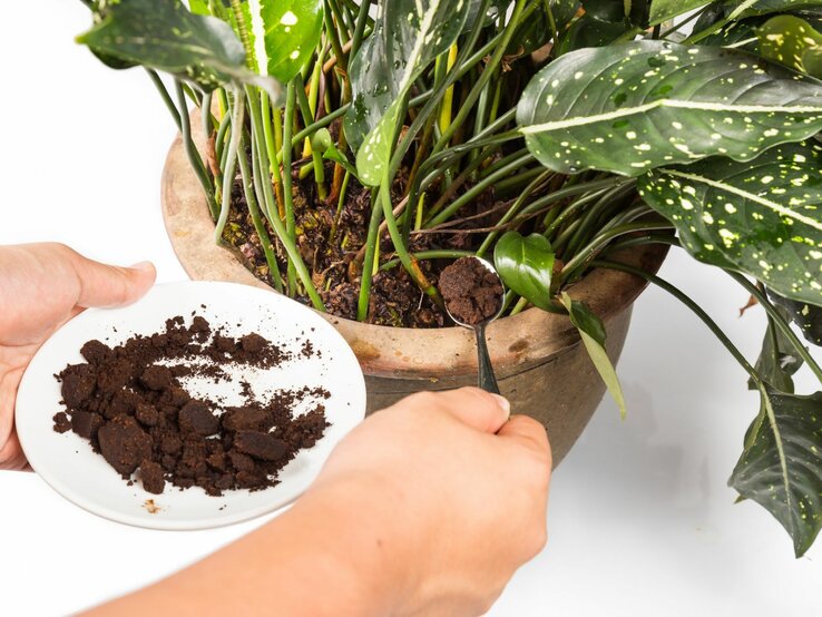 Kaffeesatz als Dünger wird von einem Teller in eine Topfpflanze geschüttet.