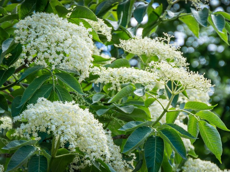 Sonnendurchflutete Holunderblüten blühen umgeben von sattem Laubgrün. | © Shutterstock/Marinodenisenko