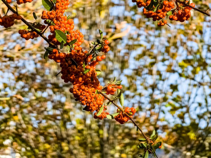 Zweige voll saftiger Feuerdornfrüchte strecken sich ins warme Herbstlicht. | © IMAGO/weha