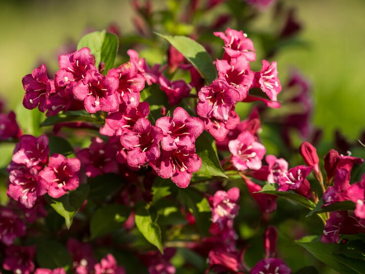 Leuchtend pinkfarbene Weigelienblüten im sanften Sonnenlicht. | © Shutterstock/PhotoJuli86