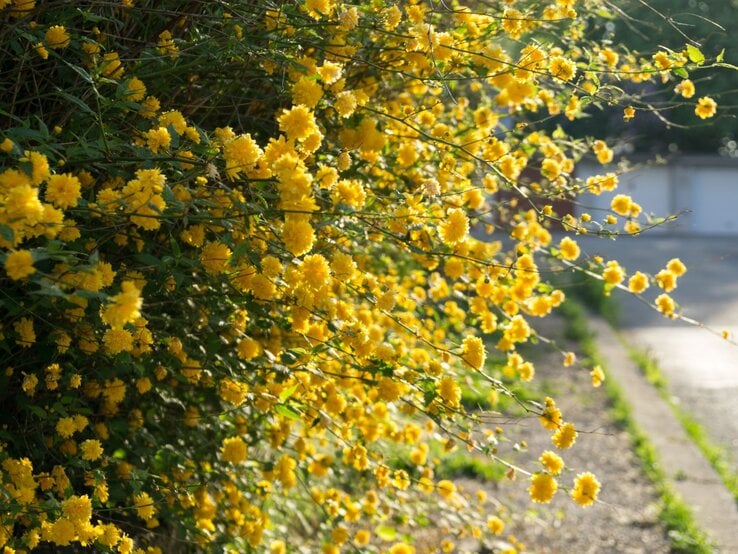Strahlend gelbe Kerria-Japonica-Zweige leuchten im Frühlingslicht.