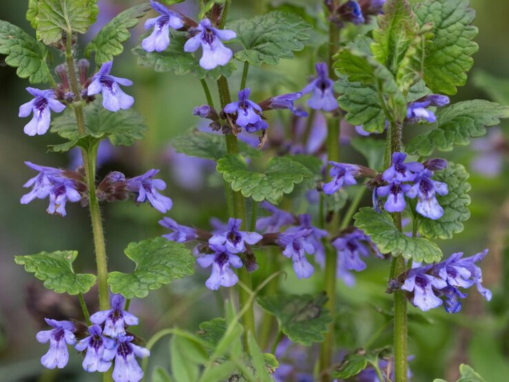 Wilder Gundermann mit zarten blauvioletten Blüten im Grün.