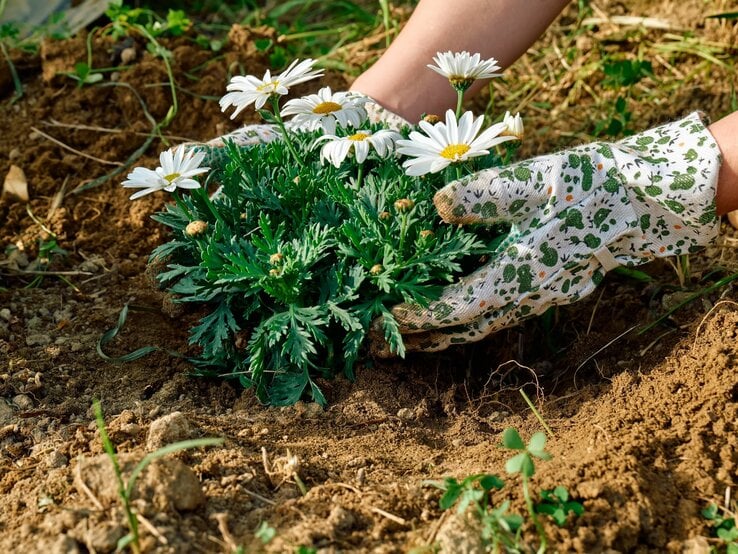 Gänseblümchen werden ausgepflanzt. | © Getty Images/ Ekaterina Fedulyeva