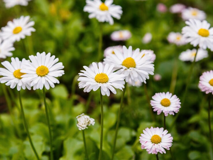 Frische Gänseblümchen mit weißen Blüten und gelben Köpfen, umgeben von saftigem Grün.