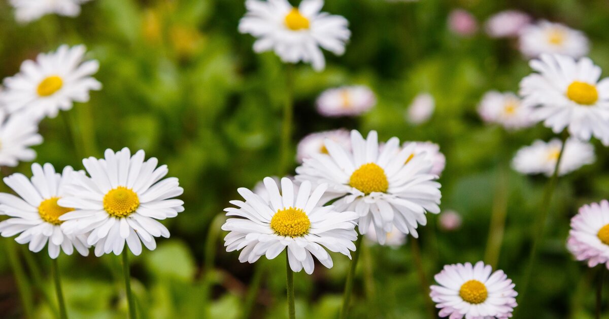 Gänseblümchen im Garten Wachsen lassen oder entfernen?