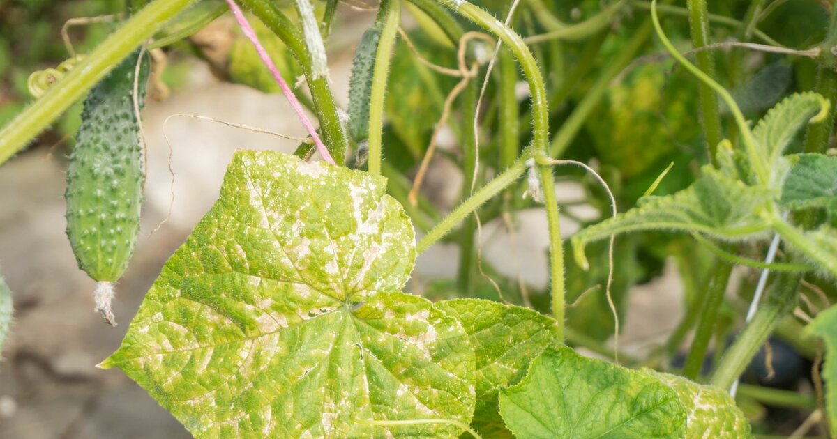 Mehltau bekämpfen Unkraut aus dem Garten ist geniales Mittel gegen Pilz