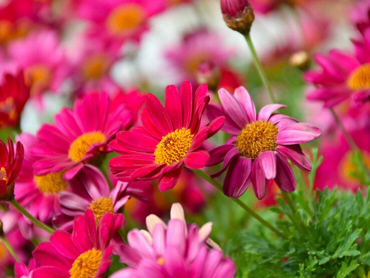 Farbenfrohe Feldblumen in verschiedenen Rosa-Schattierungen, prominent im Bild, umgeben von grünem Laub.