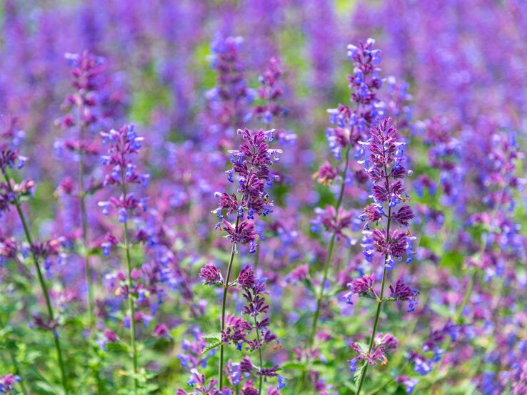 Blühende lila Blumenstauden in voller Pracht, herausstechend vor verschwommenem floralen Hintergrund.