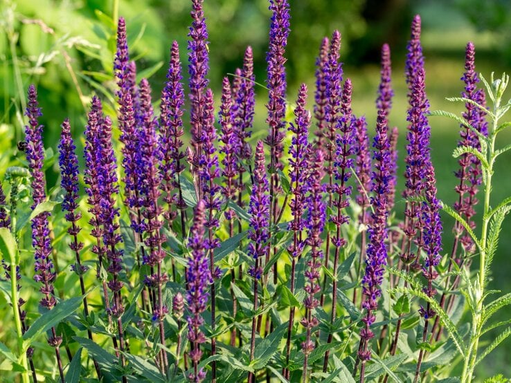 Kräftige, aufrechte Stängel von lila Salbei-Blüten, beleuchtet durch sanftes Sonnenlicht im Garten. | © Shutterstock/Olga_Ionina