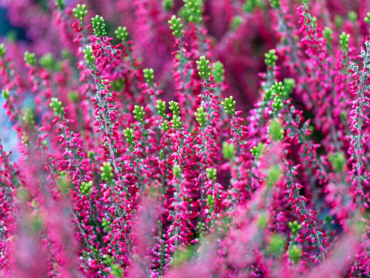 Leuchtendes Heidekraut in Pink und Rosa erstreckt sich dicht bedeckt mit grünen Knospen.