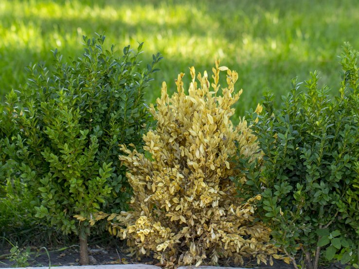 Gelber Buchsbaum ist vom Buchsbaumblattfloh befallen. Daneben gesunde Pflanzen. 