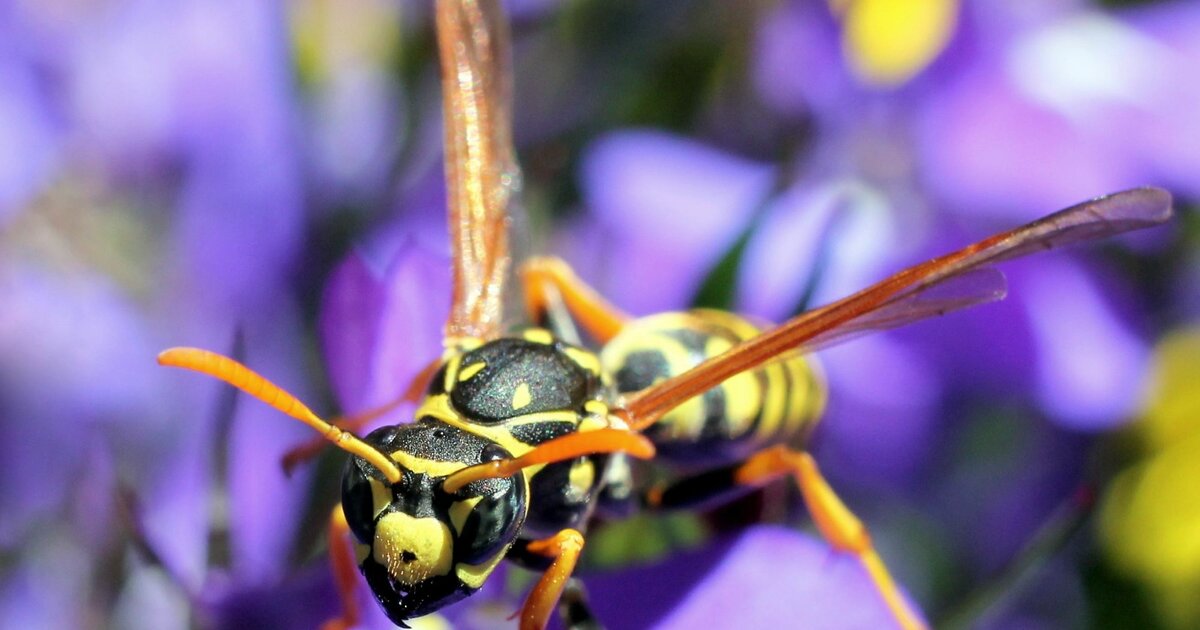 Wespen vertreiben Diese 7 Pflanzen halten die nervigen Insekten von
