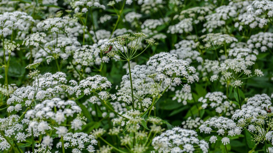 Üppiges Feld mit weißem Giersch, umgeben von grünem Laub, ein Insekt sitzt auf einer Blüte.
