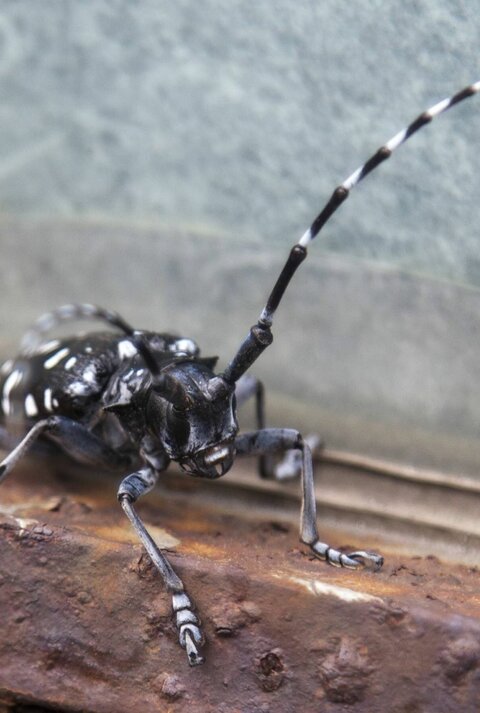 Asiatischer Laubholzbockkäfer, der sich auf einem Holzbrett befindet. Dieser Käfer ist leicht an seinem schwarz-weißen Farbmuster und den auffallend langen Fühlern, die mehr als die doppelte Körperlänge betragen, zu erkennen.