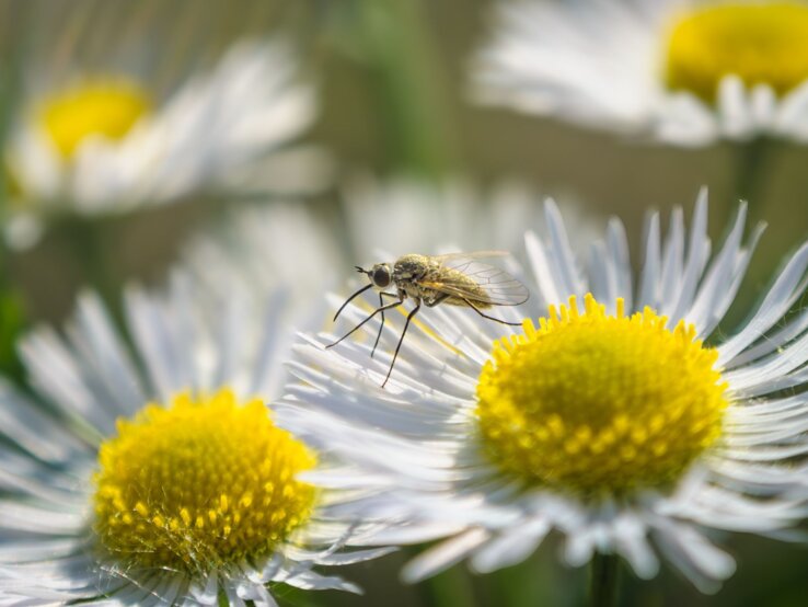 Stechmücke sitzt auf weißer Gänseblümchenblüte, gelbes Zentrum scharf im Fokus.