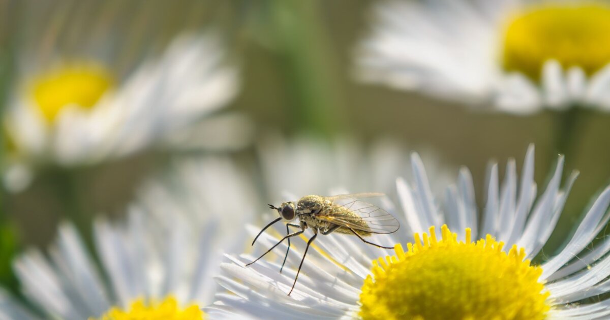 Stechmücken 3 Stauden vertreiben die Plagegeister aus dem Garten