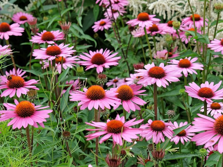 Pflegeleichte Stauden Nahaufnahme von rosa Echinacea-Blüten mit orangenen Zentren, umgeben von üppigem Grün im Garten.