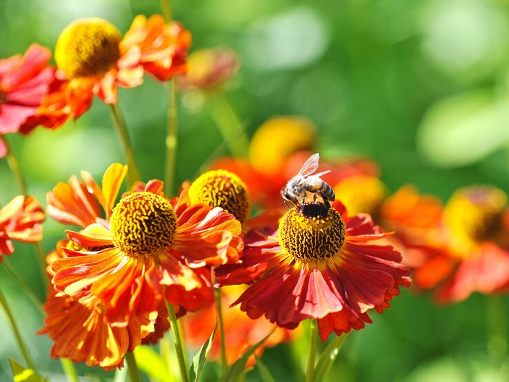 Eine Biene sitzt auf einer orange-roten Blüte mit gelber Mitte, umgeben von weiteren Blüten vor unscharfem, grünem Hintergrund.