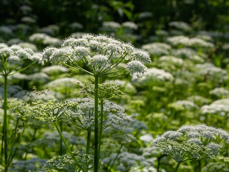 Üppiges Feld mit weißem Giersch, umgeben von grünem Laub.