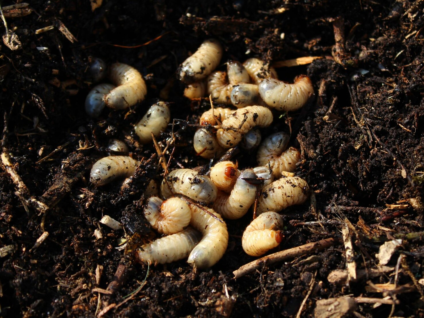 Engerlinge im Hochbeet und Blumentopf? So schützt du deine Pflanzen
