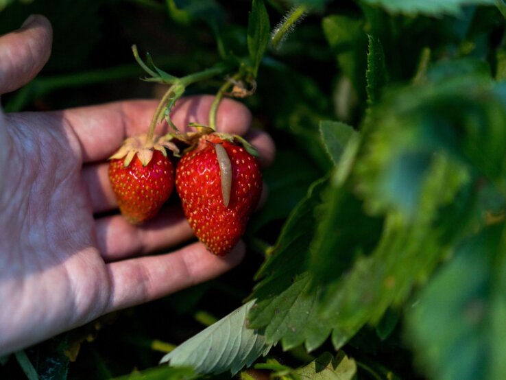Erdbeeren pflanzen Eine Erdbeerpflanze leidet unter Schädlingsbefall.