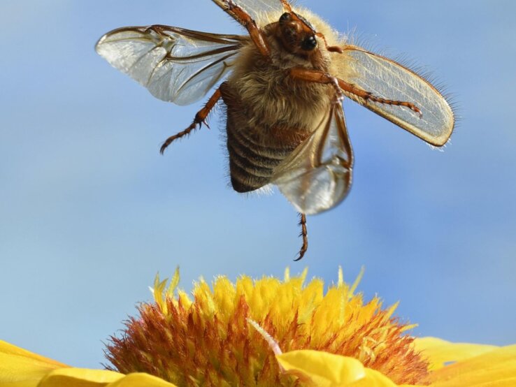 Ein Junikäfer im Flug über einer gelben Blume.