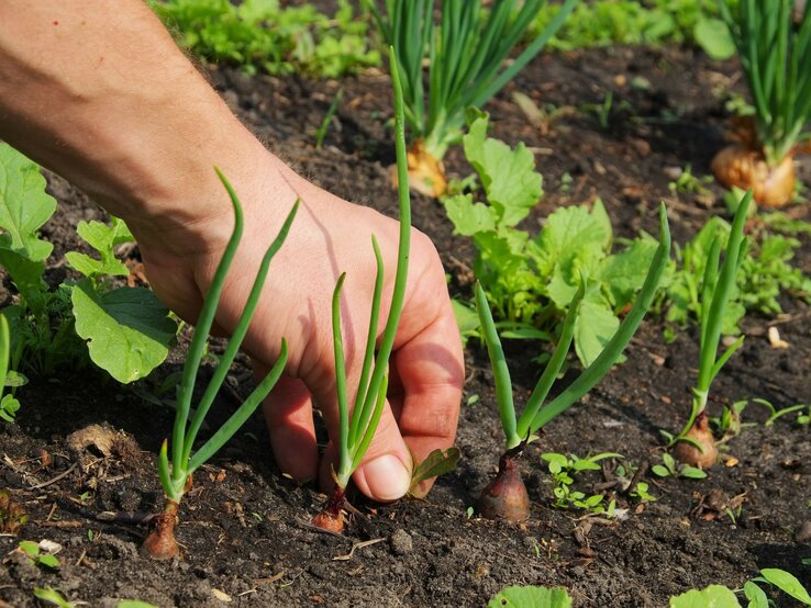 Hand, die Unkraut aus einem Gartenbeet zieht. In dem Beet wachsen verschiedene Pflanzen, darunter Zwiebeln. 