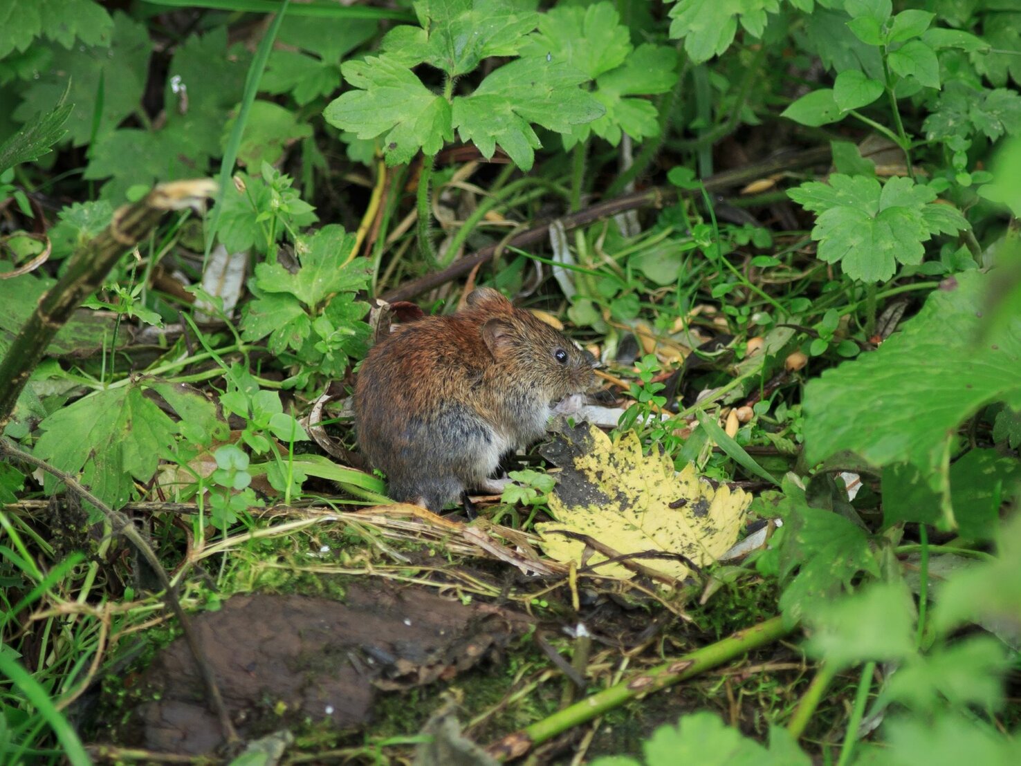 Löcher im Rasen? Wühlmäuse vertreibst du mit Hausmitteln aus dem Garten