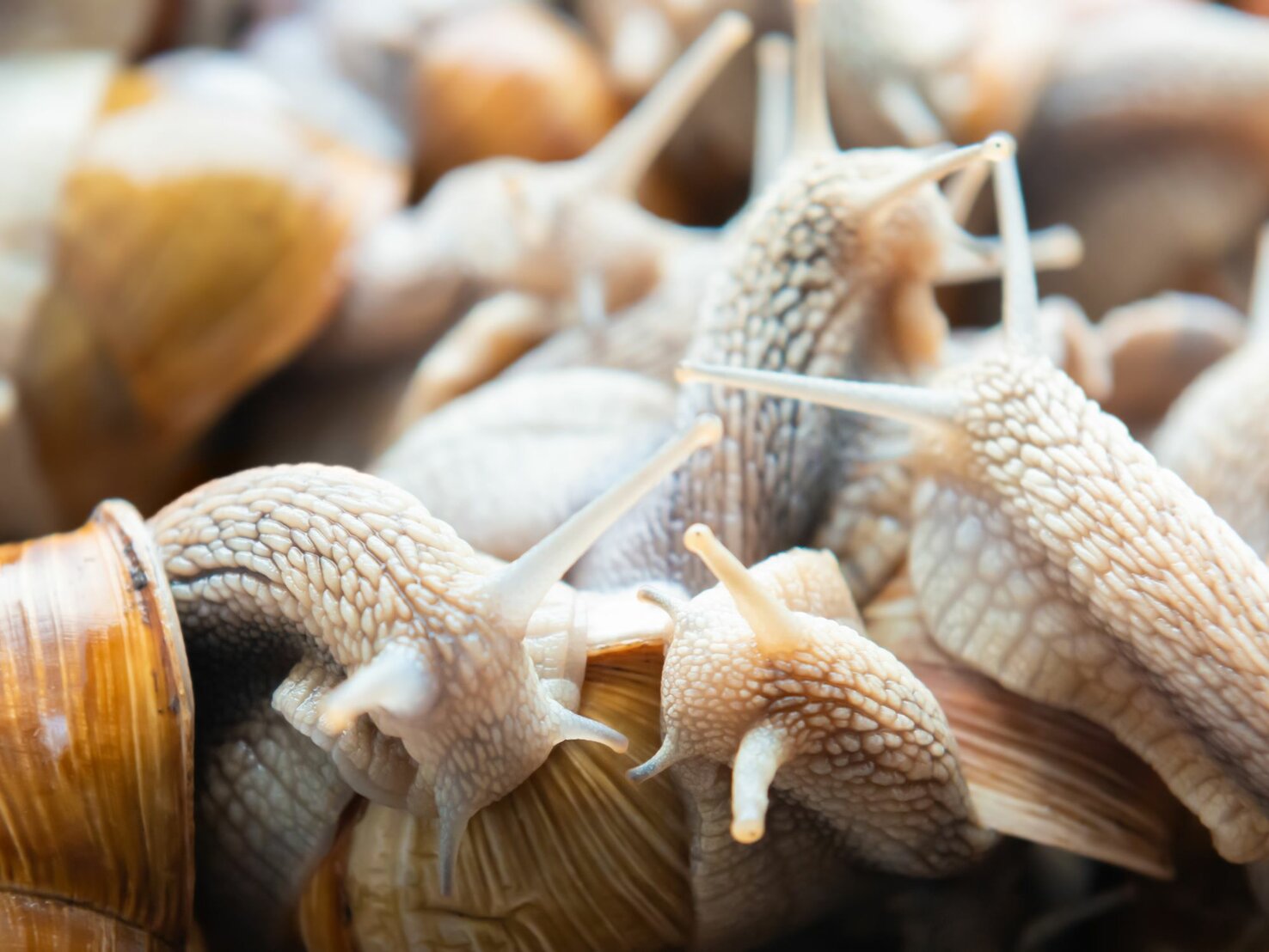 Schnecken im Gemüsegarten? Welche Flocken besser als Schneckenkorn sind