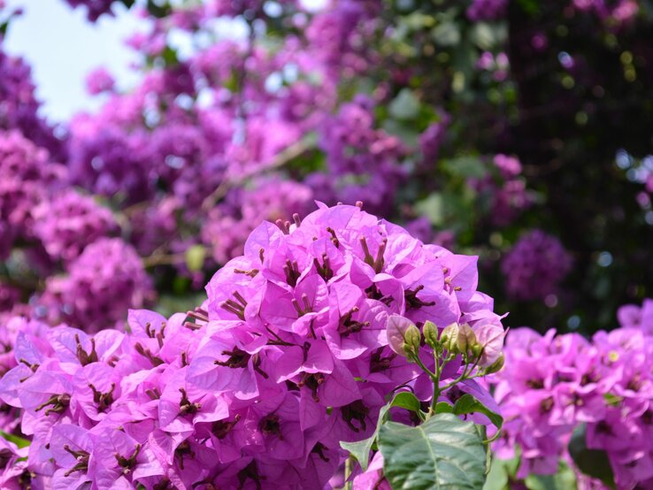 Nahaufnahme von leuchtend lila Rhododendron-Blüten vor unscharfem grün-lila Hintergrund.