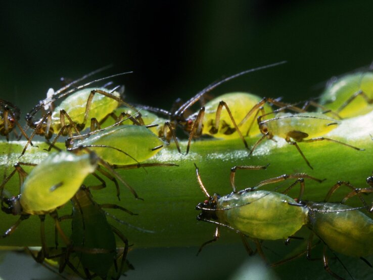  Das Bild zeigt eine Gruppe von Blattläusen, die sich an einem Pflanzenstängel festklammern. Diese kleinen, grünen Insekten sind bekannt dafür, Pflanzensäfte zu saugen, was zu Schäden an den Pflanzen führen kann.