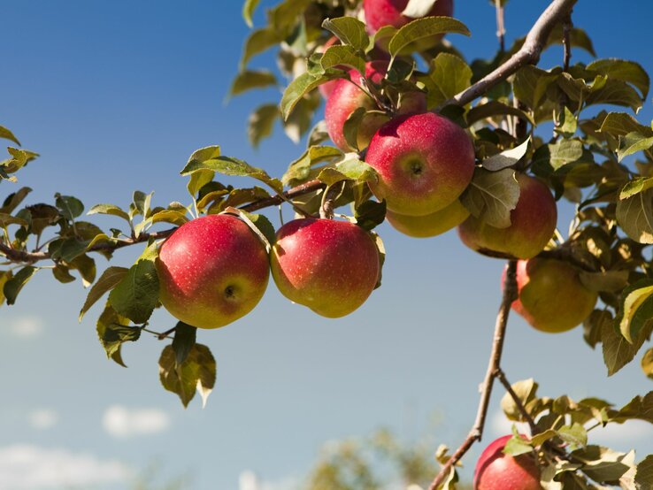 Reife Äpfel in Rot und Grün hängen an einem Ast mit grünen Blättern, blauer Himmel im Hintergrund.