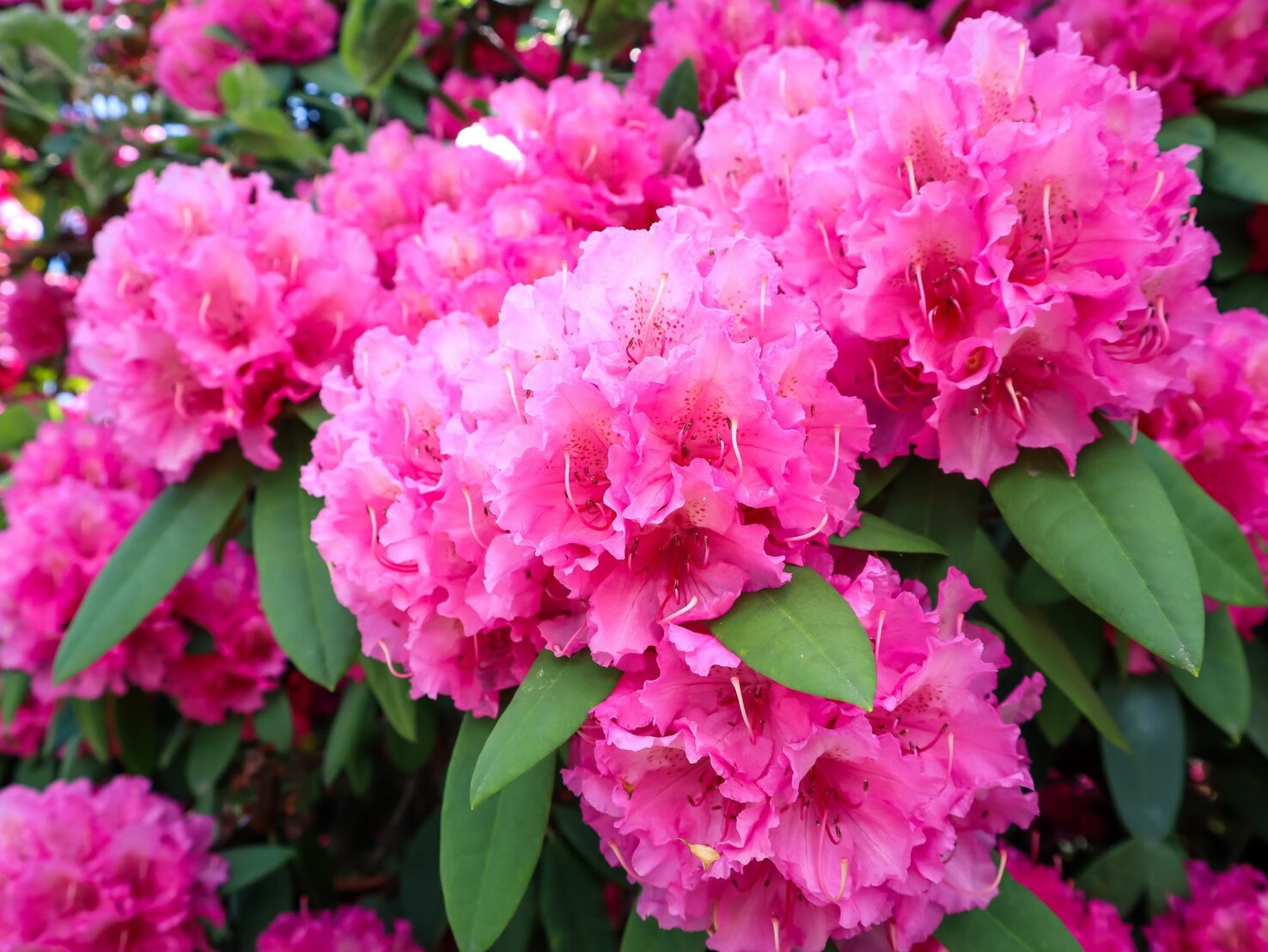 Rhododendron düngen Nutze dieses einfache Abfallprodukt