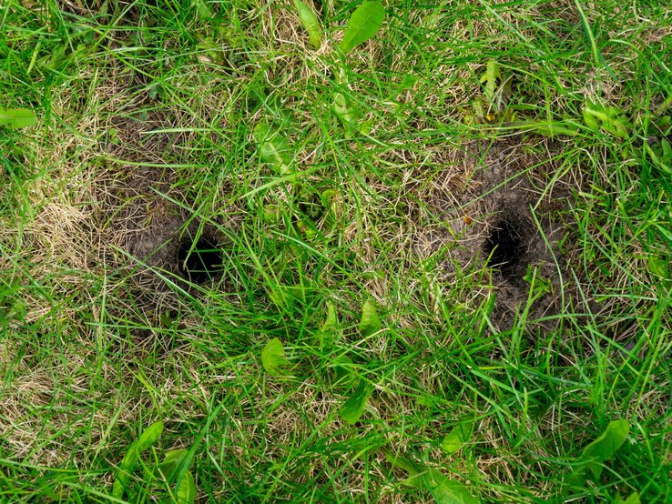 Löcher im Rasen Zwei dunkle Löcher im grünen Rasen mit vertrockneten Grasstellen und einzelnen Blättern.