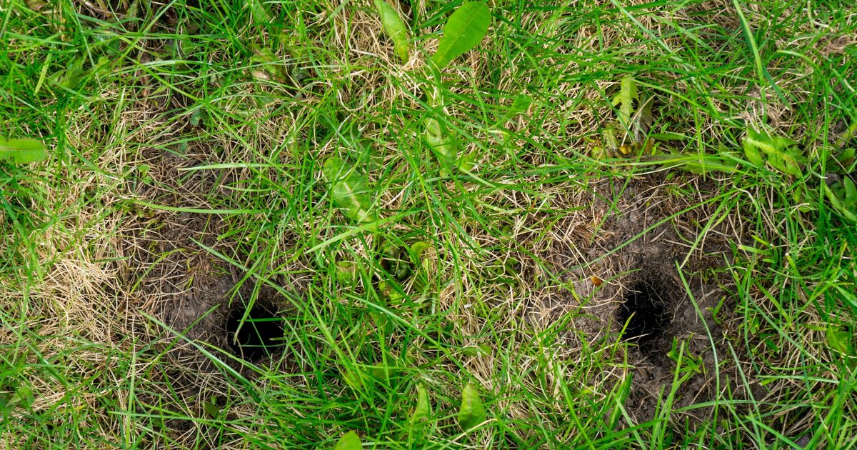 Löcher im Rasen? Du wirst überrascht sein, was dahinter steckt!