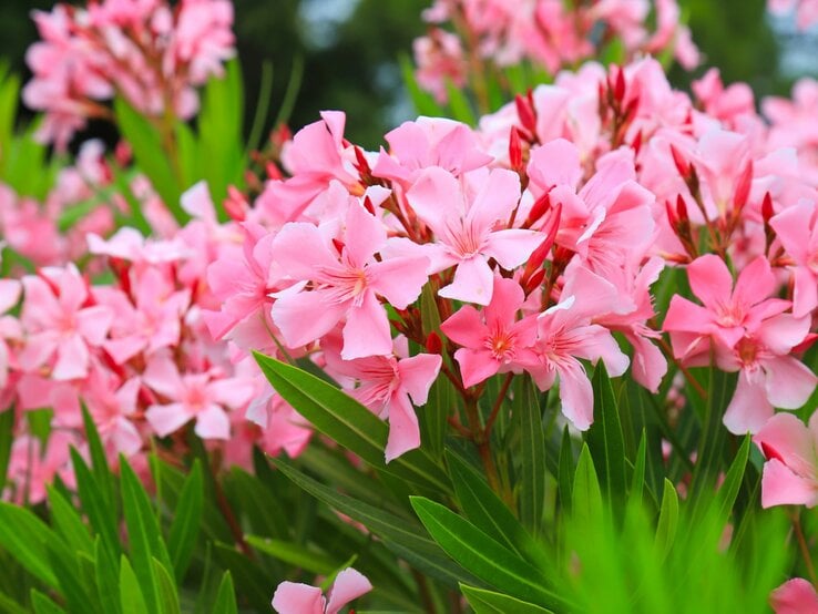 Blühender Oleanderstrauch mit leuchtend rosa Blüten und dunkelgrünen Blättern vor unscharfem Hintergrund.