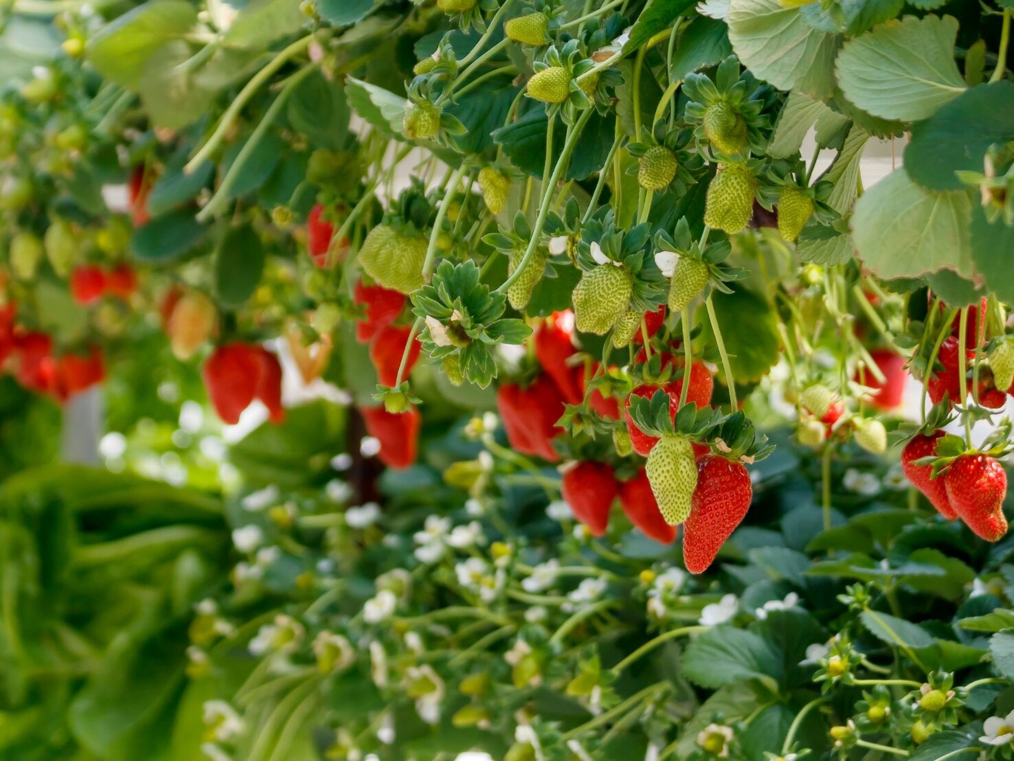 Erdbeeren düngen Der beste Dünger für eine saftige Ernte