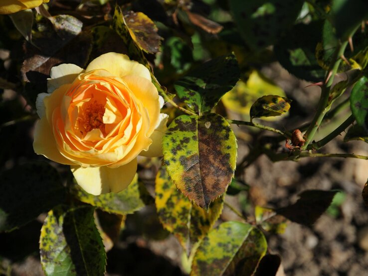 Sternrußtau Eine gelb-orangefarbene Rose blüht in der Sonne, umgeben von dunkelgrünen und gelblich verfärbten Blättern.