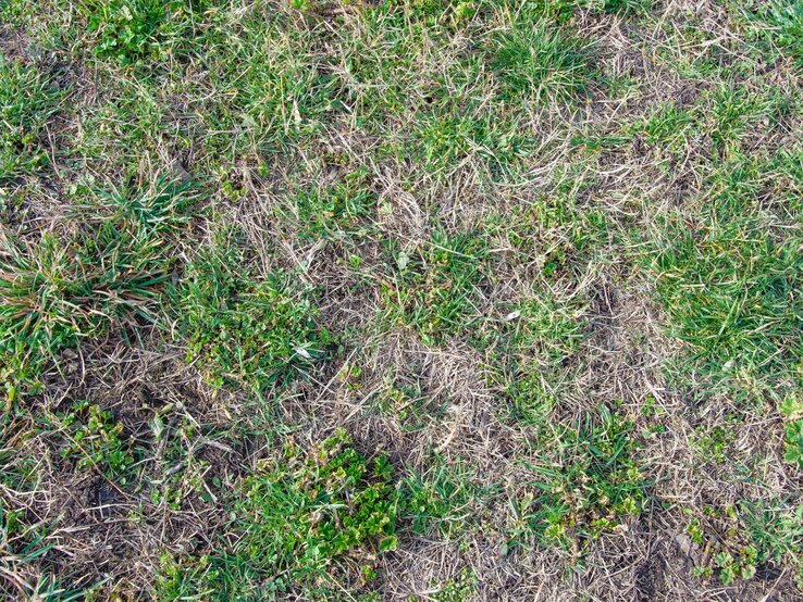 Aussaat im Februar Welche Blumen und Gemüse ins Beet müssen