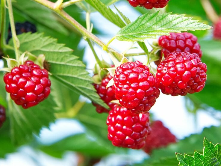 Nahaufnahme von leuchtend roten Himbeeren, die an einem grünen Strauch vor blauem Himmel hängen.