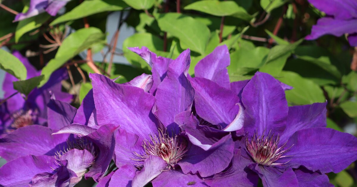 Clematis düngen Den besten Dünger findest du auf dem Frühstückstisch