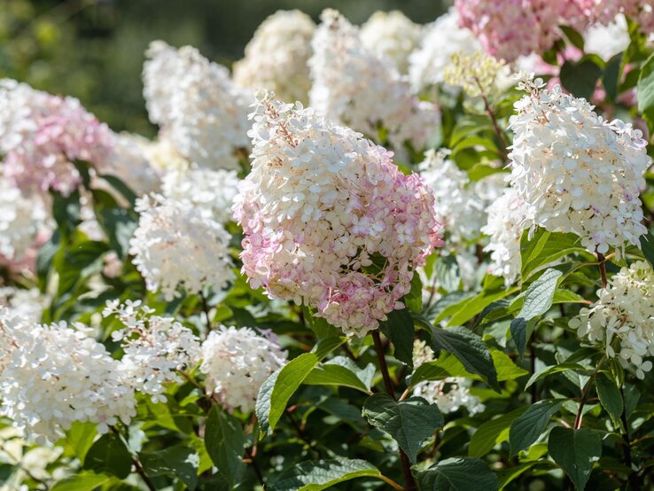 Weiße und rosa Hortensienbüsche in voller Blüte an einem sonnigen Tag mit grünem Laub.