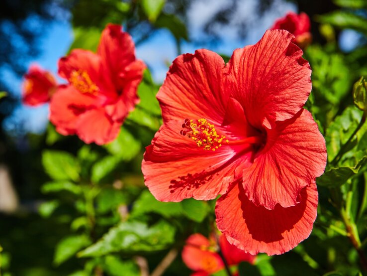 Hibiskus düngen Der GemüsewasserTrick ist die beste Lösung