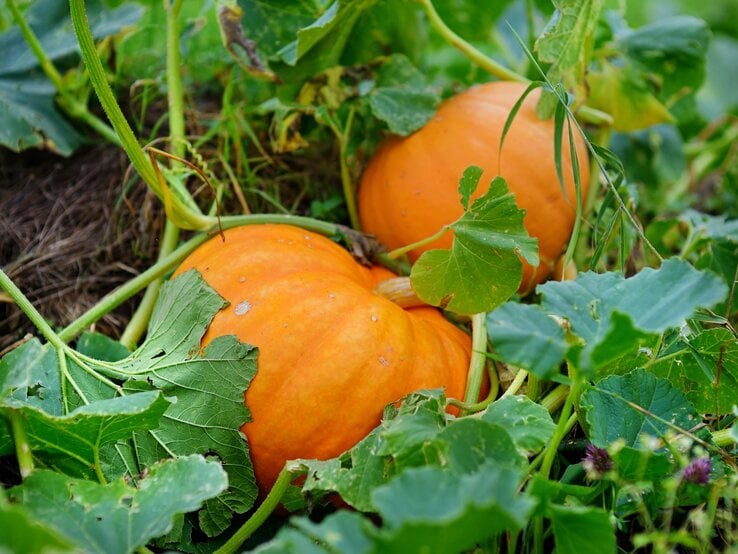 Kürbis düngen Zwei große, reife Kürbisse mit kräftigen Stielen liegen zwischen grünen Blättern und Ranken im Garten.