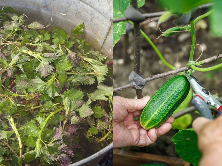 Links Brennnesseln in einem Metallbehälter, rechts eine Hand schneidet eine Gurke an einer Pflanze mit einer Schere ab.