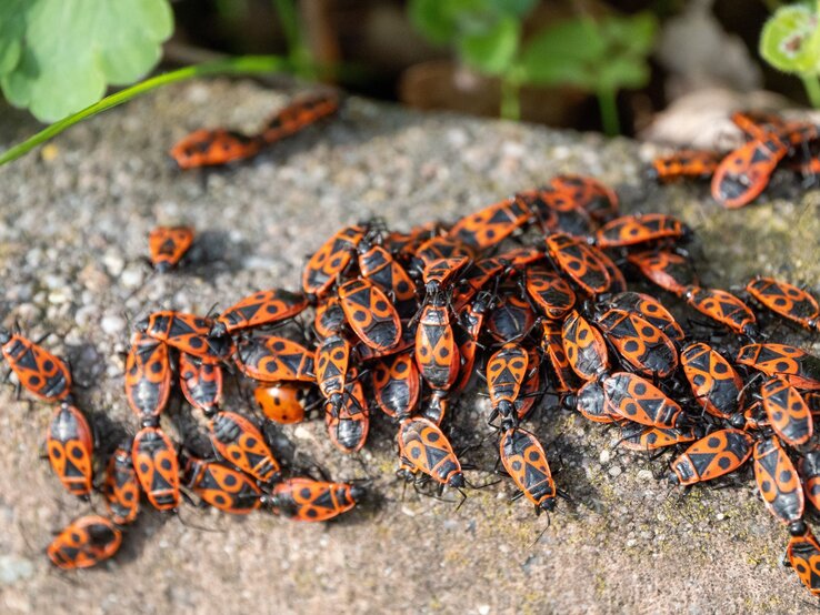 Feuerwanzen bekämpfen? So nützlich sind sie für die Gartenarbeit