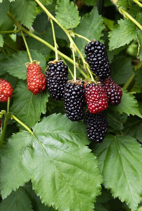 Reife und unreife Brombeeren hängen an grünen Zweigen mit kräftigen, gezackten Blättern im Tageslicht.